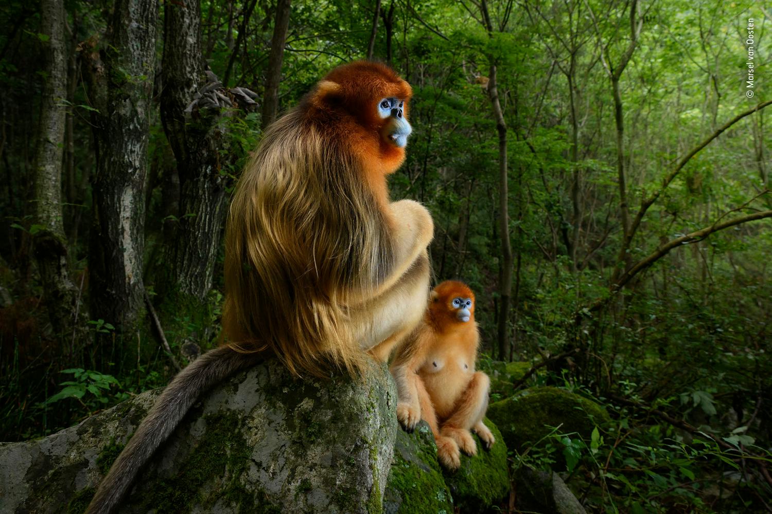 The Golden Couple To aber Wildlife Photographer of the Year 2018